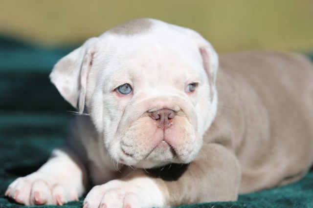 English Bulldog puppy for sale