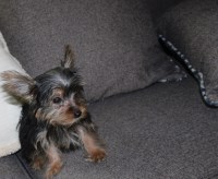 Toy Yorkshire terrier puppy Yorkshire Terrier for sale/adoption