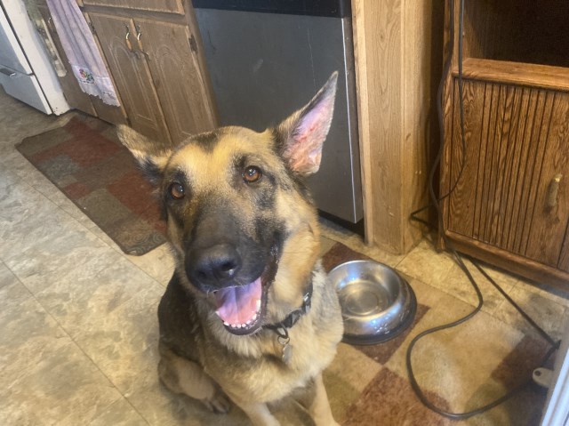German Shepherd Dog puppy for sale + 66837