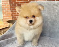 CKC Pomeranian: TIMBER Pomeranian for sale/adoption