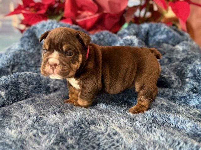 English Bulldog, F, Pink Collar, RUNT, choc tri