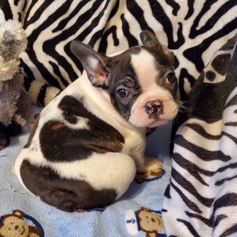 French Bulldog puppy for sale + 58291