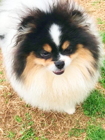 CKC Pomeranian: PIXEL KEN