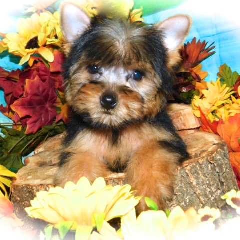 Chicago Yorkshire Terrier pups. Nonshedding/Allergy Free