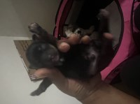 Brand New Shih Tzu Puppies Shih Tzu for sale/adoption