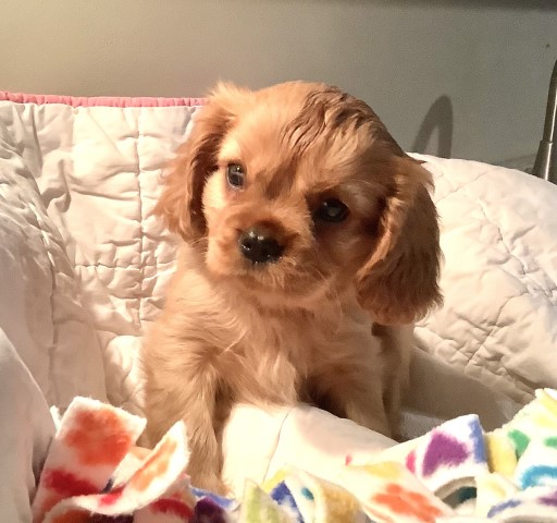 Cavalier King Charles Spaniel puppy for sale + 63140