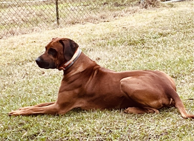 Rhodesian Ridgeback puppy for sale + 64563