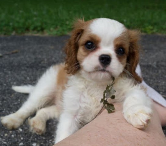 Cavalier King Charles Spaniel puppy dog for sale in Upper