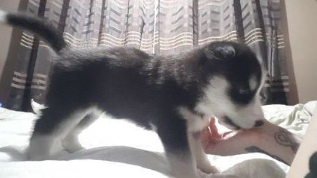 Siberian Husky puppy for sale + 52601