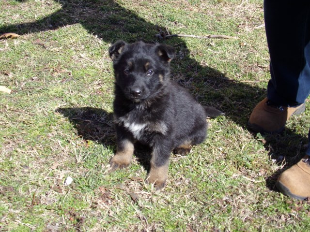 German Shepherd Dog puppy for sale + 48729