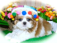 Chicago Shih Tzu Boy.  Nonshedding/Allergy Free. Financing. Shih Tzu for sale/adoption