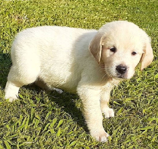 Golden Retriever puppy for sale + 61071