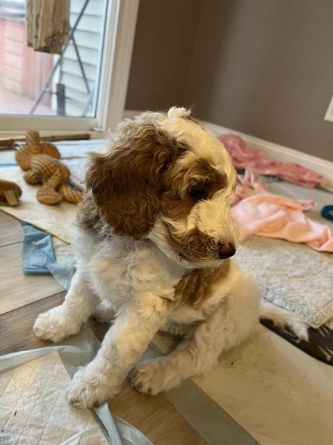 Goldendoodle puppy for sale + 64720