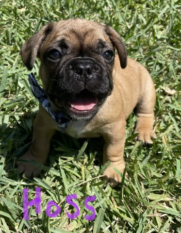 Adorable French Bulldog pups for sale