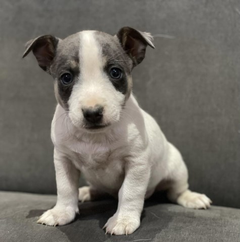 Miniature Male Rat Terrier Puppy
