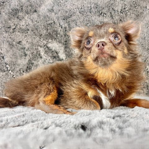 Chihuahua puppy for sale + 66648