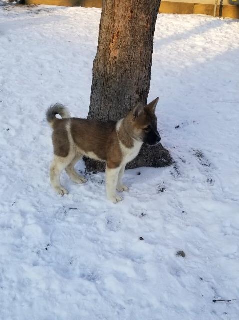 Akita Puppy Dog For Sale In Indianapolis Indiana