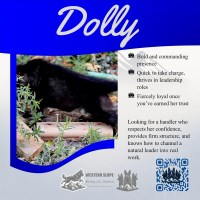 Dolly – Country Gold, GSD Soul German Shepherd Dog for sale/adoption