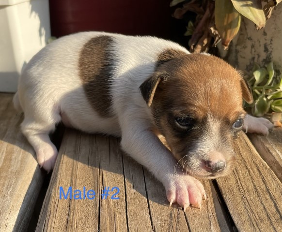 Rat Terrier puppy for sale + 63830