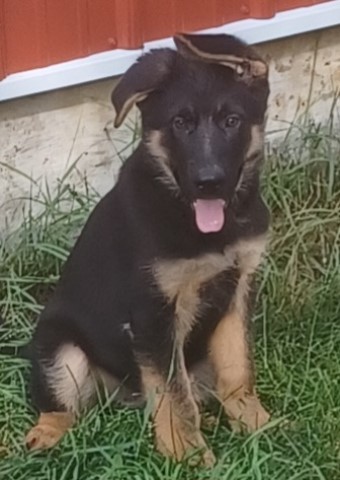 German shepherd puppies