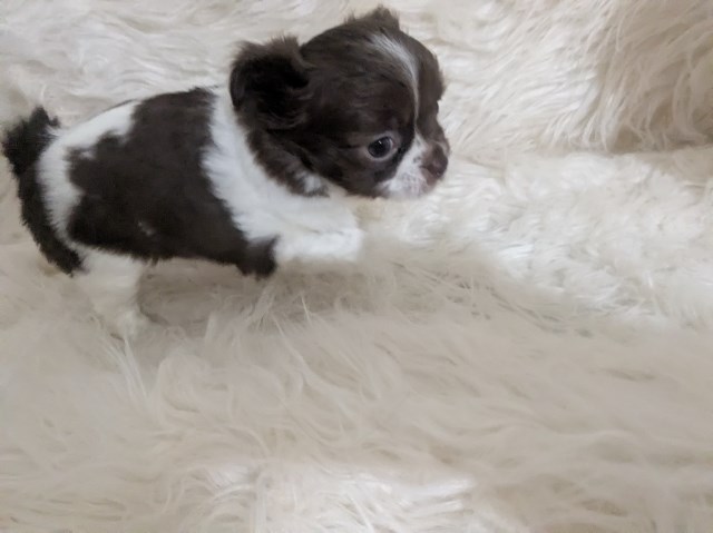Chihuahua puppy for sale + 66835