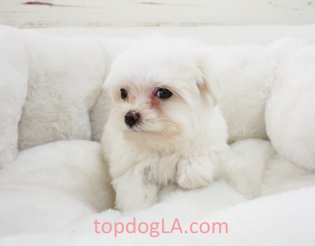 Maltese puppy for sale + 53352