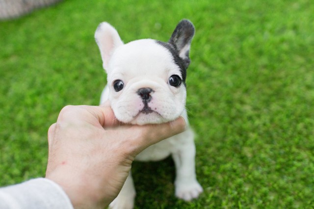 Adorable Teacup French Bulldogs For sale