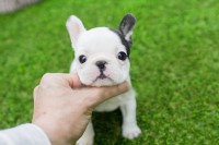 Adorable Teacup French Bulldogs For sale French Bulldog for sale/adoption