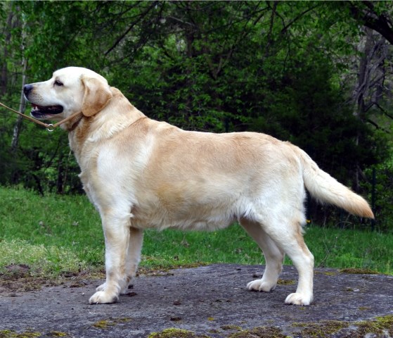 Labrador Retriever puppy for sale + 57507
