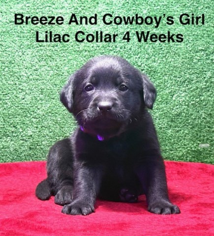Labrador Retriever puppy for sale + 67135