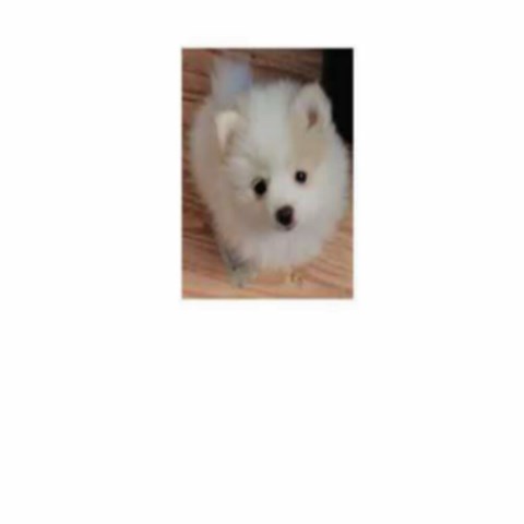 CKC Pomeranians Puppies For Sale