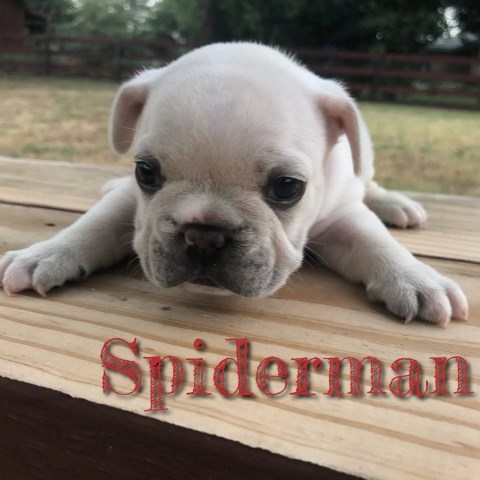 French Bulldog puppy for sale + 53638