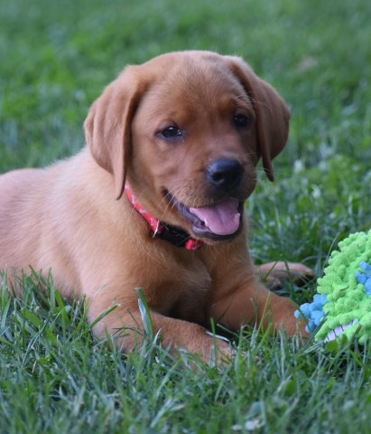 Labrador Retriever puppy for sale + 53707