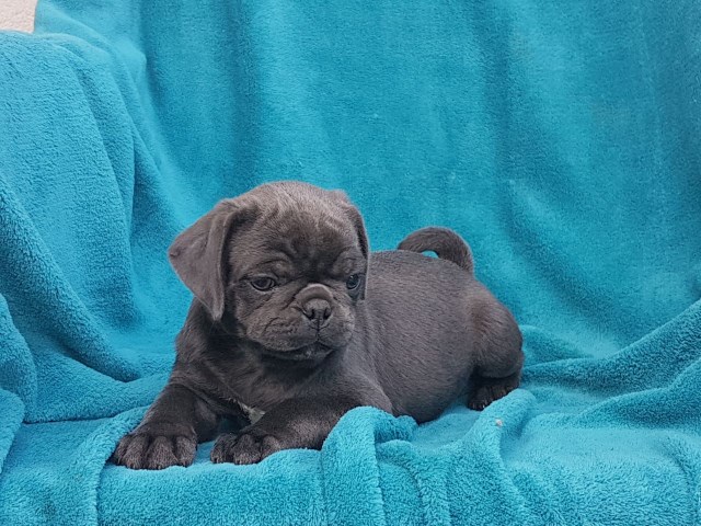 Pug puppy for sale + 56458
