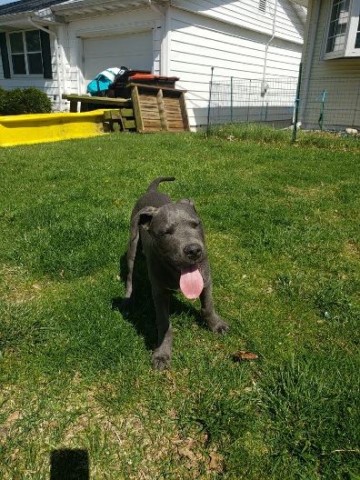 Pit Bull /Great Dane Mix Male Puppy For Sale