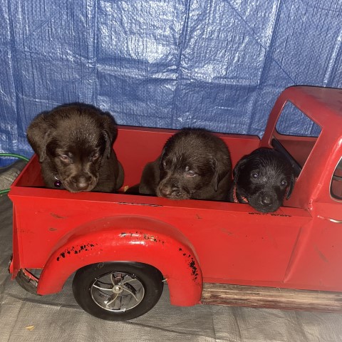Chocolate and Black Lab Puppies For Sale