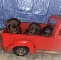 Chocolate and Black Lab Puppies For Sale Labrador Retriever for sale/adoption