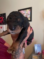 Phantom Goldendoodle for sale Goldendoodle for sale/adoption