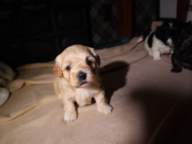 Havanese puppies akc registerable