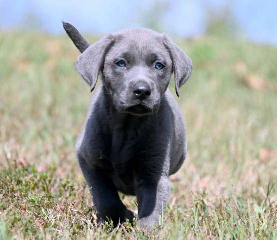 Labrador Retriever puppy for sale + 66798