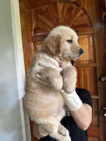 Golden Retriever puppy for sale + 66944