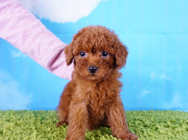 Poodle Toy puppy for sale + 55023