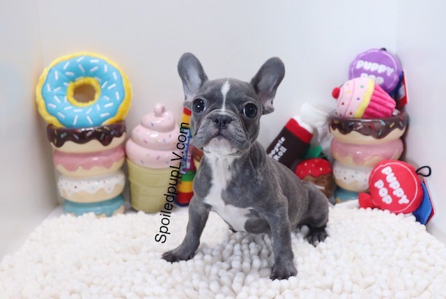 AKC French Bulldog - Royce - Male