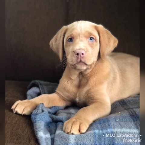 Labrador Retriever puppy for sale + 54587