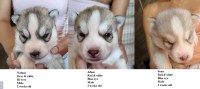 AKC Siberian Husky Champion  lines Siberian Husky for sale/adoption