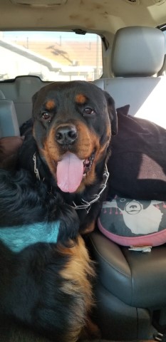 AKC Rottweilers