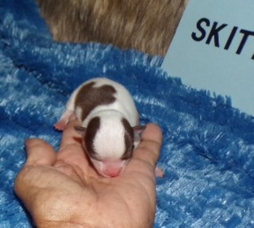 Apple Head Tiny chihuahua puppies