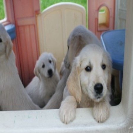 Golden Retriever puppy for sale + 46997