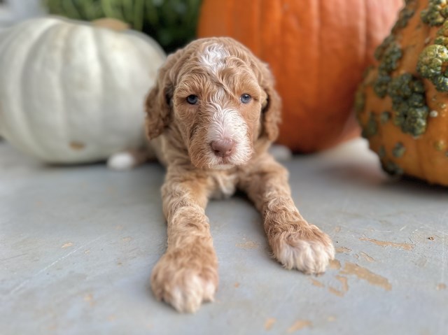 Goldendoodle puppy for sale + 65216