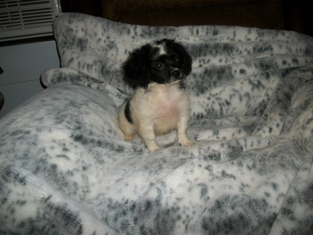 Peekapoo puppy for sale